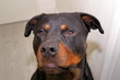 chien