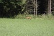 ein reh das am waldrand steht