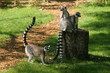 makis cattas à l'affût makis cattas à l'affût
