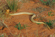 cape cobra cape cobra