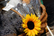 tournesol et lavande