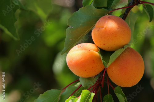 trio d'abricots