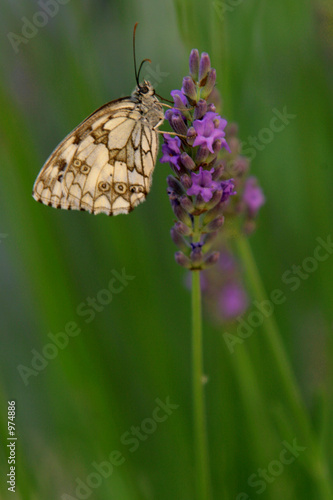 papillon butinant une fleur de lavande