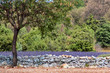 champ de lavande en fleur champ de lavande en fleur