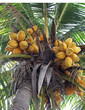 plam tree