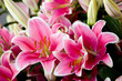 pink lilies pink lilies