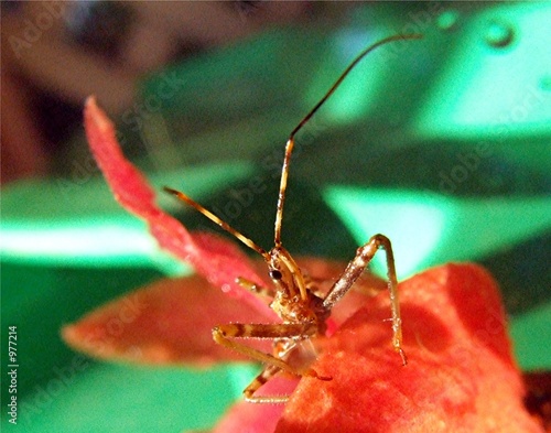 Photo: assassin beetle 2. assassin beetle 2.