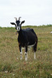 billy goat