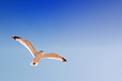 mouette
