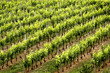 wine rows