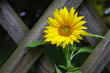 sonnenblume1