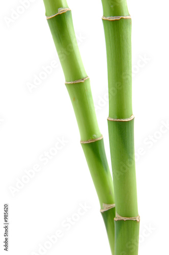 lucky bamboo stems lucky bamboo stems