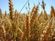 Foto: crops crops