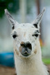 llama llama