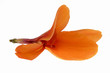 orange canna