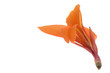 canna. orange