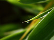 bamboo1