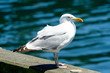 harbor gull harbor gull