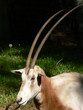oryx