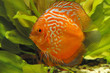 red discus fish