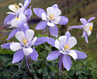 Foto: columbine columbine
