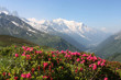 mont blanc et rhododendrons