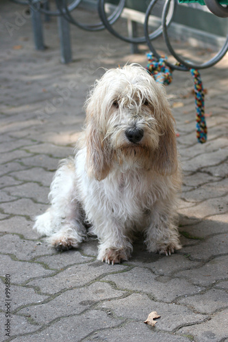 hund