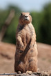prairie dog standing