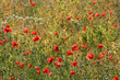 poppies