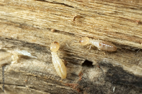 Foto: termites termites