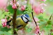 blue tit