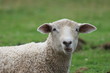 goofy sheep