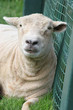 resting sheep