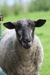 black sheep