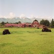 musk ox farm