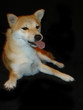 silly shina inu