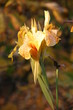 lonely flower