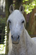 arabian horse head