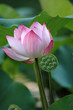 lotus lotus