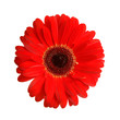 gerbera head