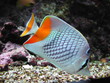 poisson papillon