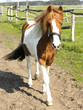 pony 1