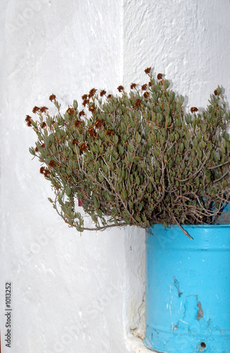 flower pot