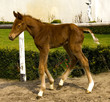 fohlen 7