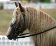 ponyhengst