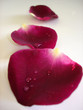trois pétale de rose