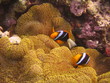 Foto: orangeflossen-anemonenfisch orangeflossen-anemonenfisch