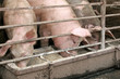 pigs