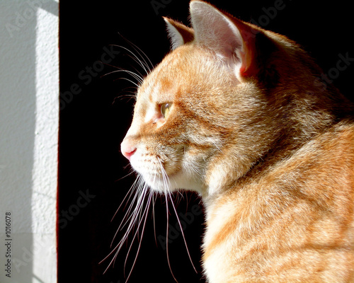 orange tabby cat
