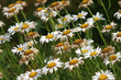 flowers in the field flowers in the field